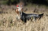 YORKSHIRE TERRIER 251